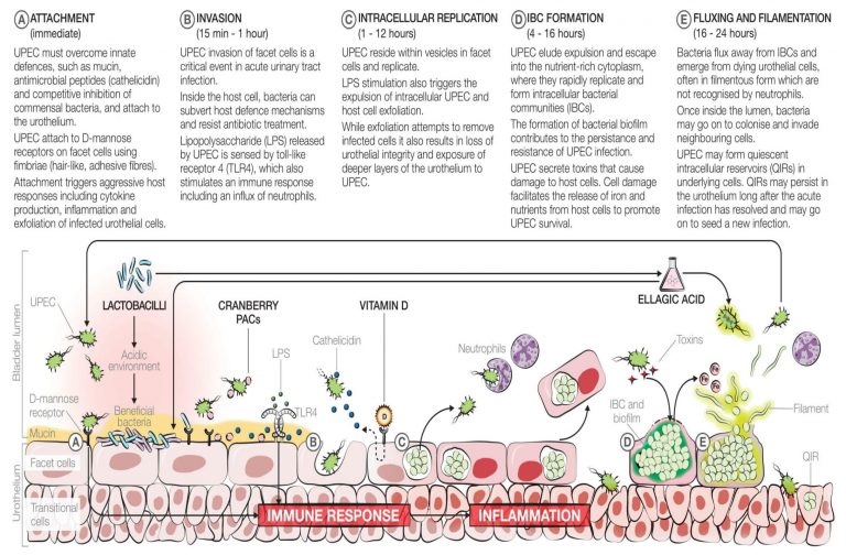 UroBioticPlus to eliminate E. coli and a healthy urinary tract I LVPharm